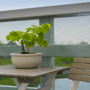 Windbreekscherm groen